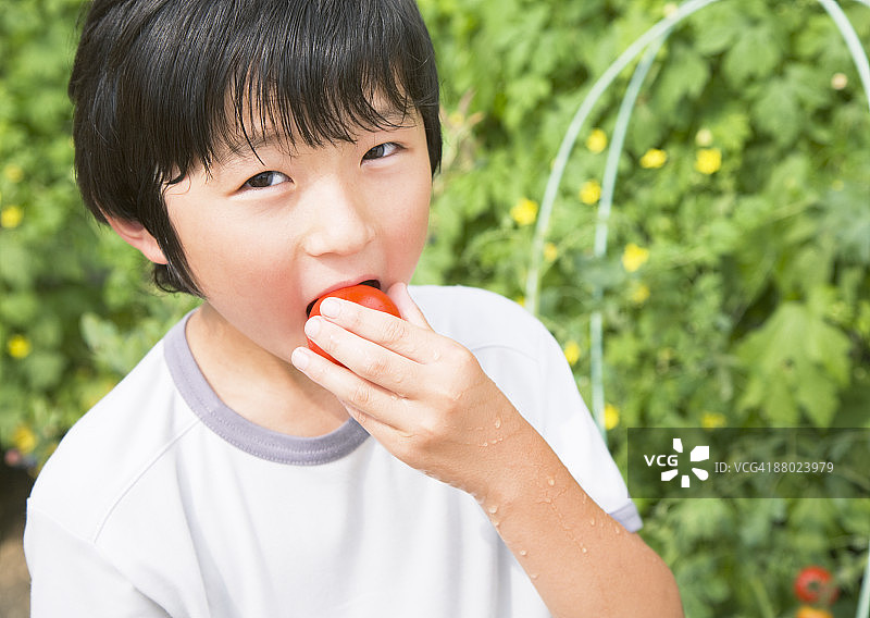 吃西红柿的小学男生图片素材