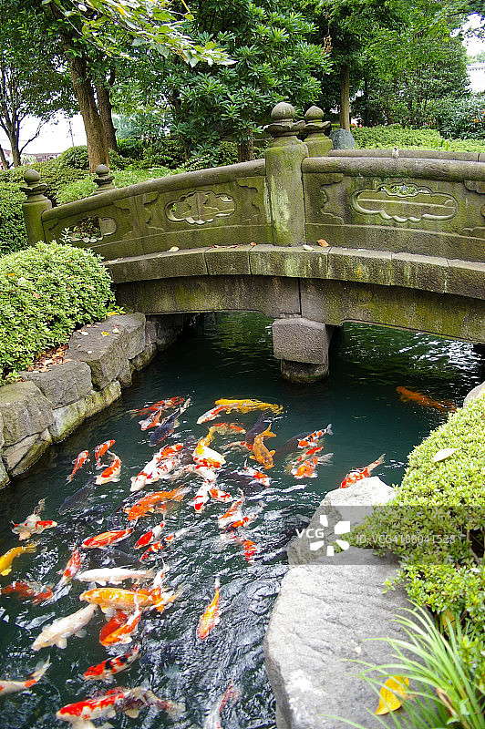 东京的彩色日本锦鲤图片素材