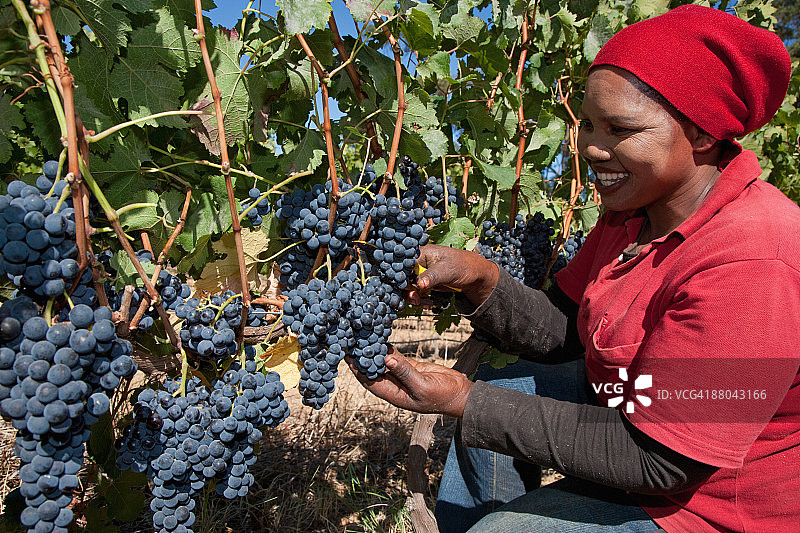 女士从葡萄藤上剪葡萄图片素材