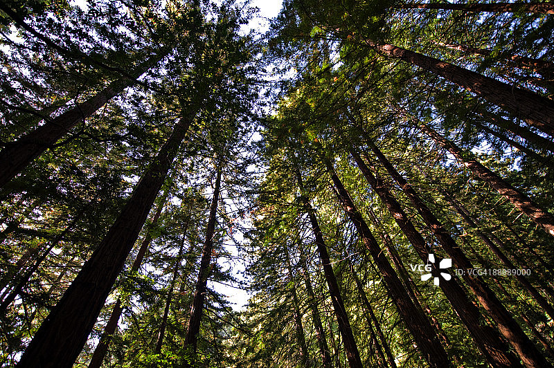 缪尔红杉林图片素材