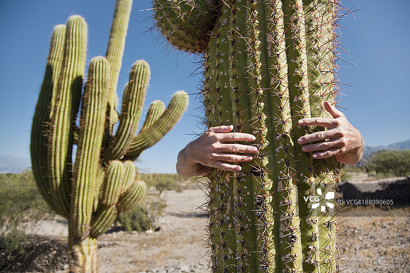 男人拥抱仙人掌图片素材