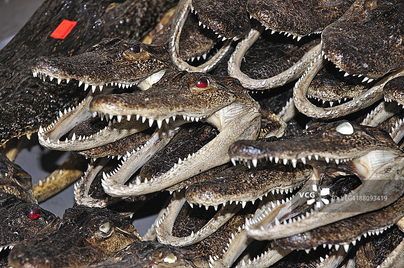 填充鳄鱼图片素材