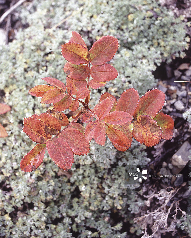 秋叶和地衣图片素材