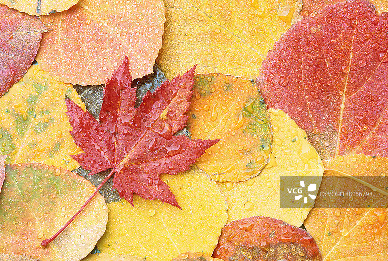 白杨和醋栗树叶图片素材