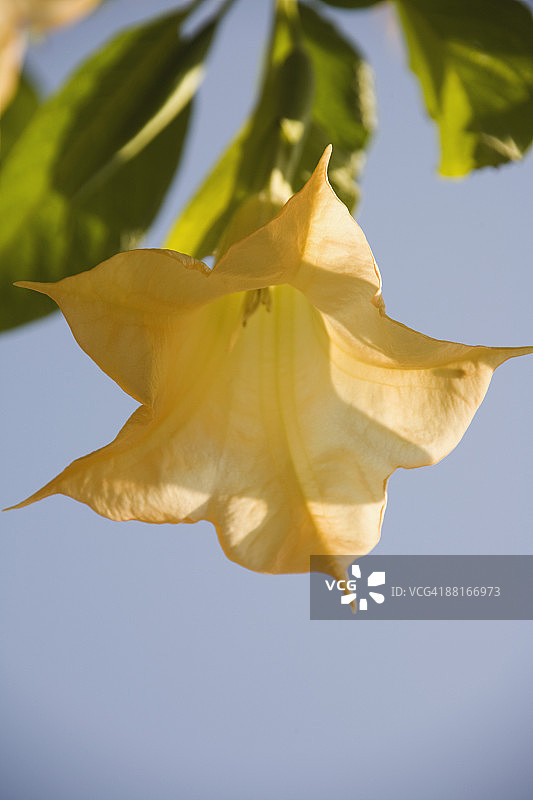 曼陀罗花图片素材