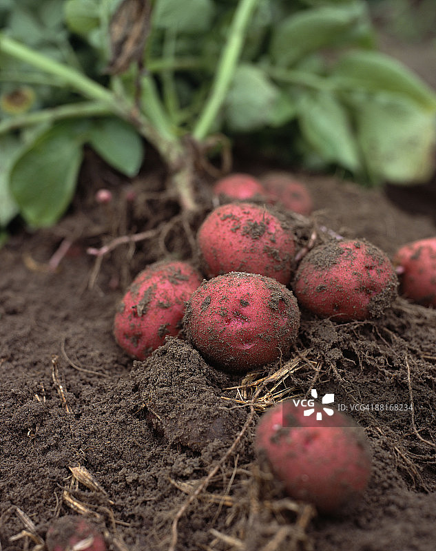 花园里的新土豆图片素材
