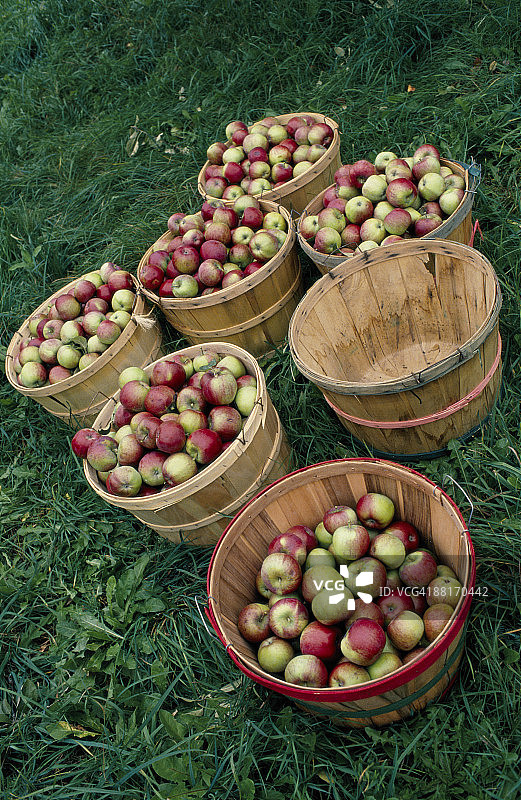 成堆的苹果图片素材