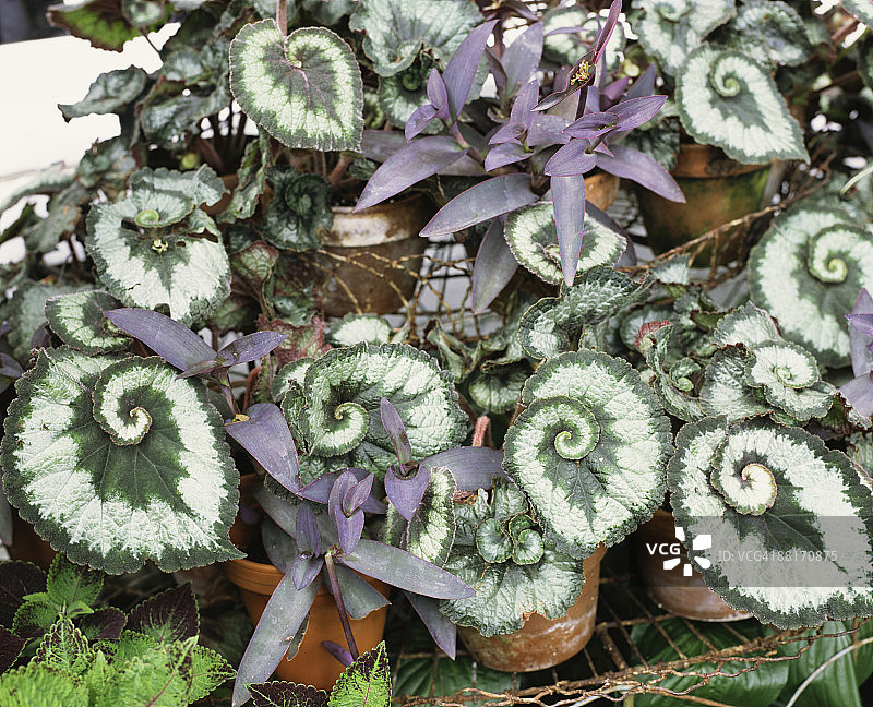 花园里的雷克斯秋海棠和紫心图片素材