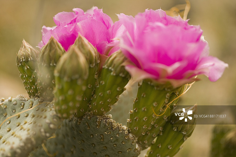 海狸尾仙人掌特写图片素材