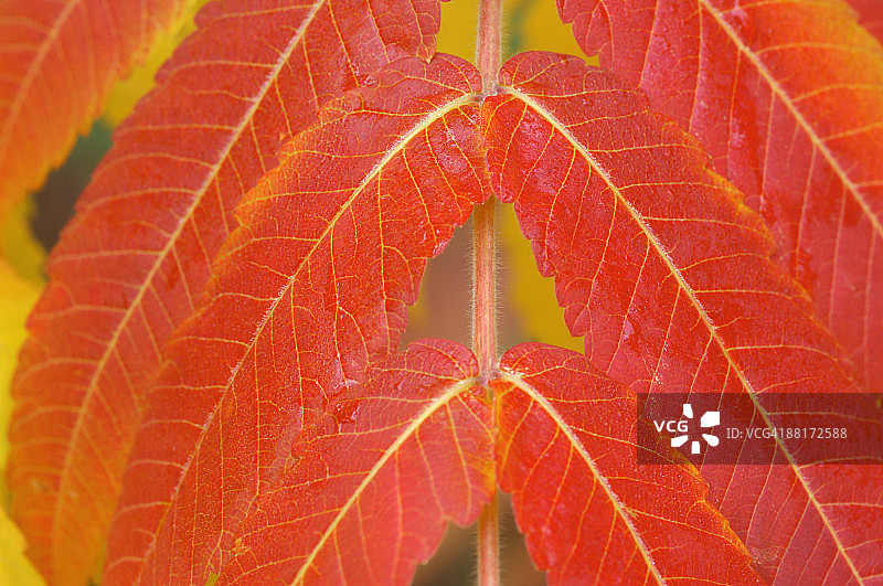 漆树的秋叶图片素材