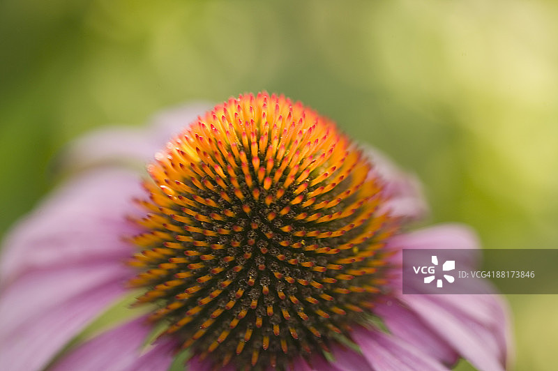 紫锥花图片素材