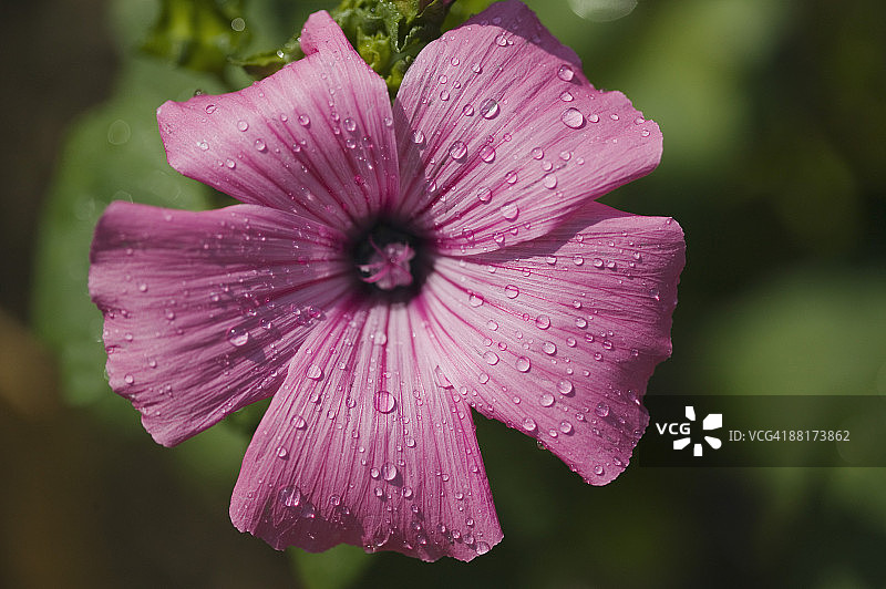 锦葵花图片素材