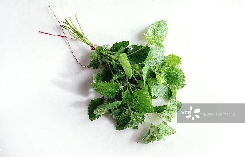 柠檬香蜂草图片素材