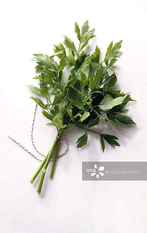 独活草图片素材