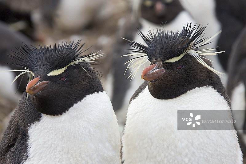 凤头企鹅图片素材