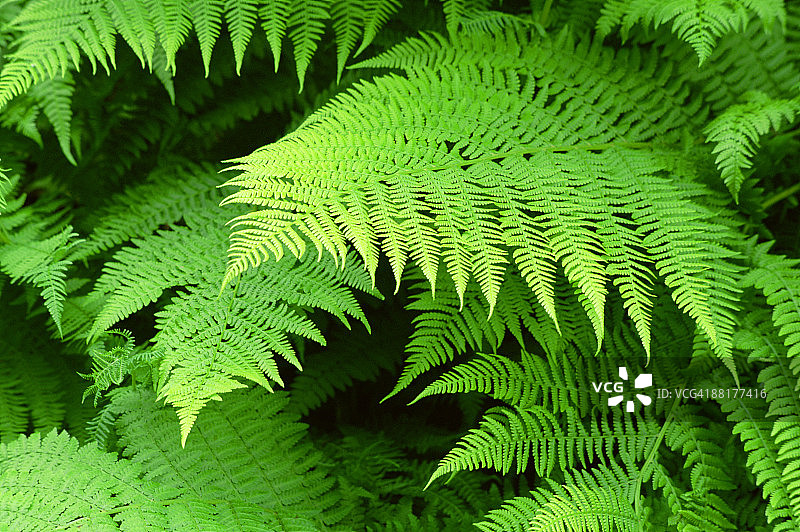 蕨类植物的叶子图片素材