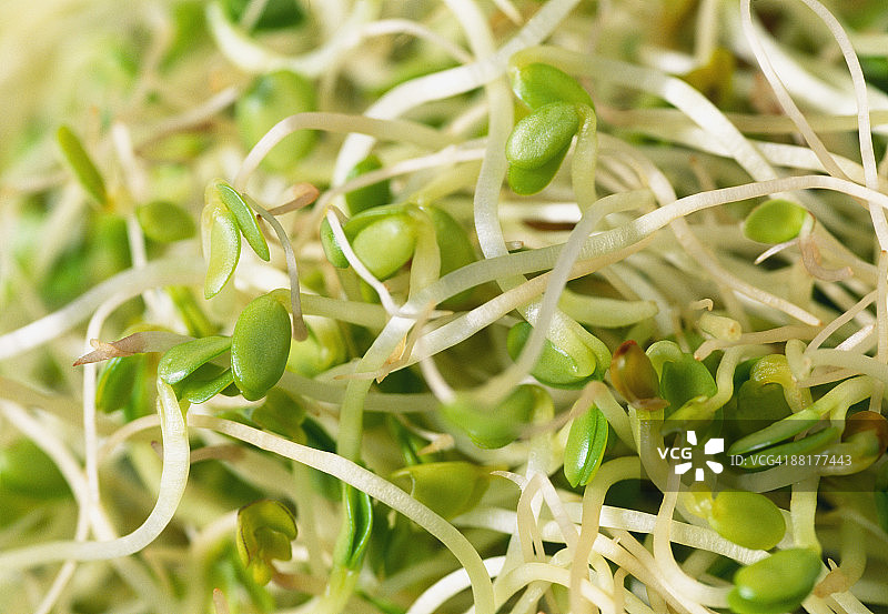 苜蓿芽图片素材