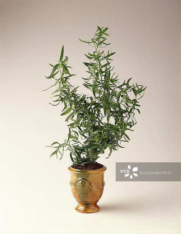 盆栽龙蒿图片素材