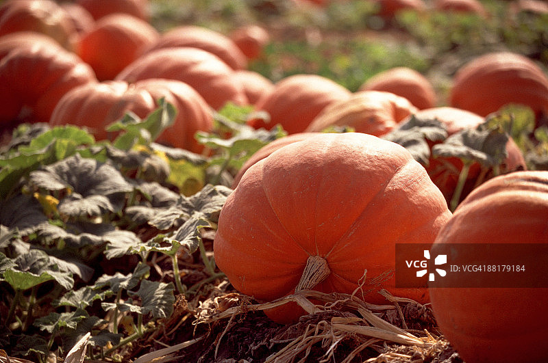 南瓜补丁图片素材