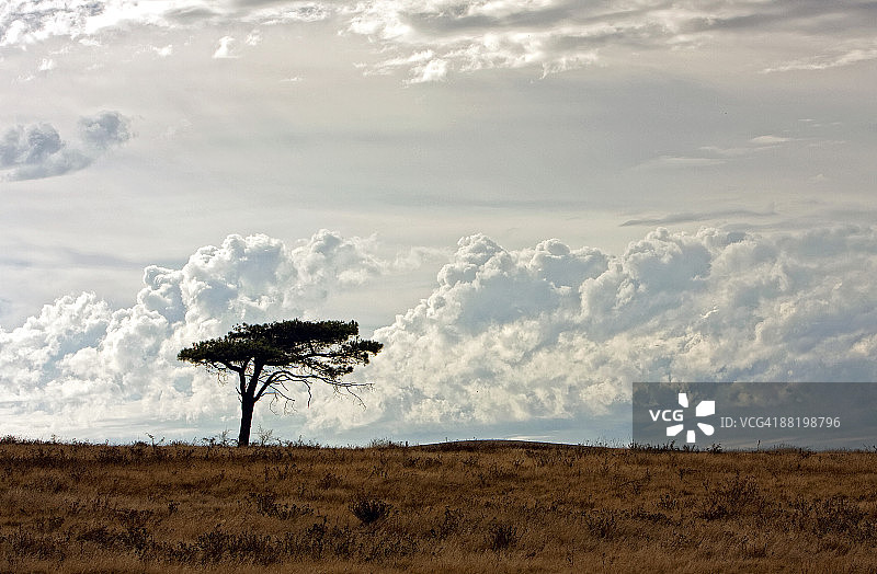 地平线上的孤树图片素材
