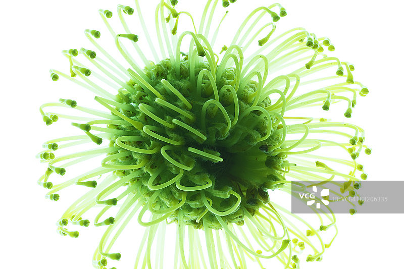 山龙眼科花图片素材