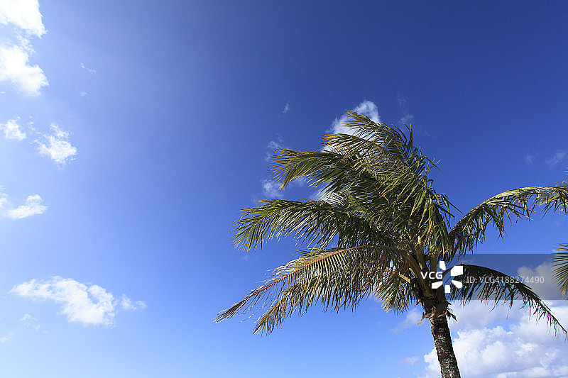 天空中的棕榈树图片素材