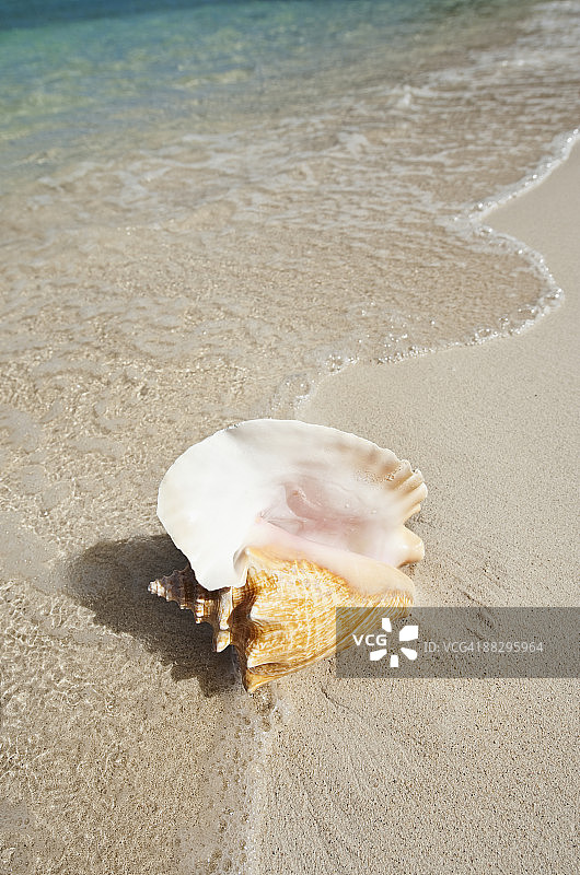 海滩上的海螺图片素材