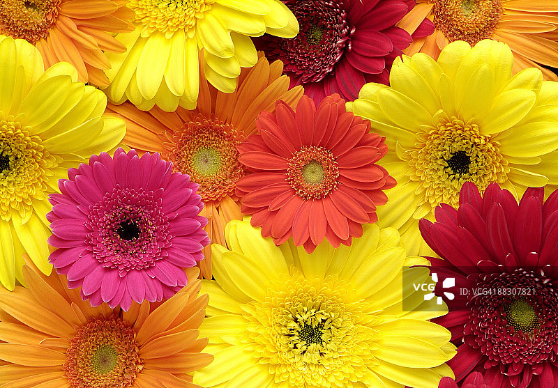 多种雏菊图片素材