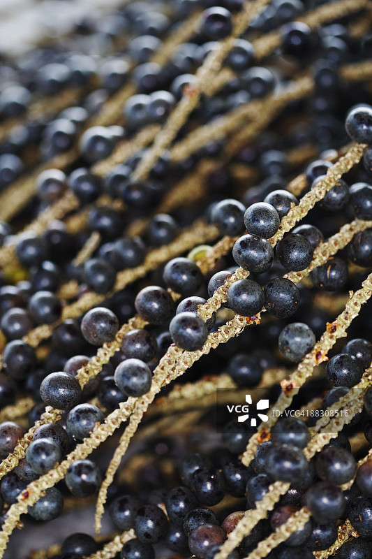 巴西莓图片素材