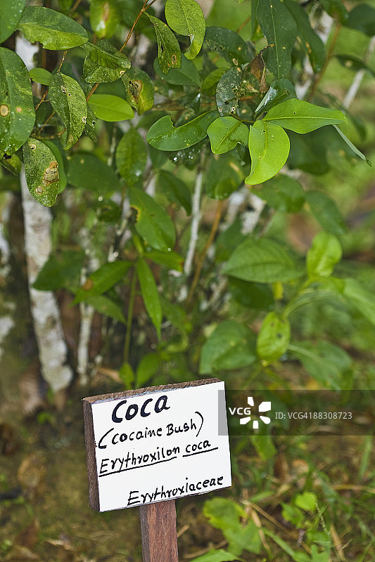 带有标志的古柯树图片素材