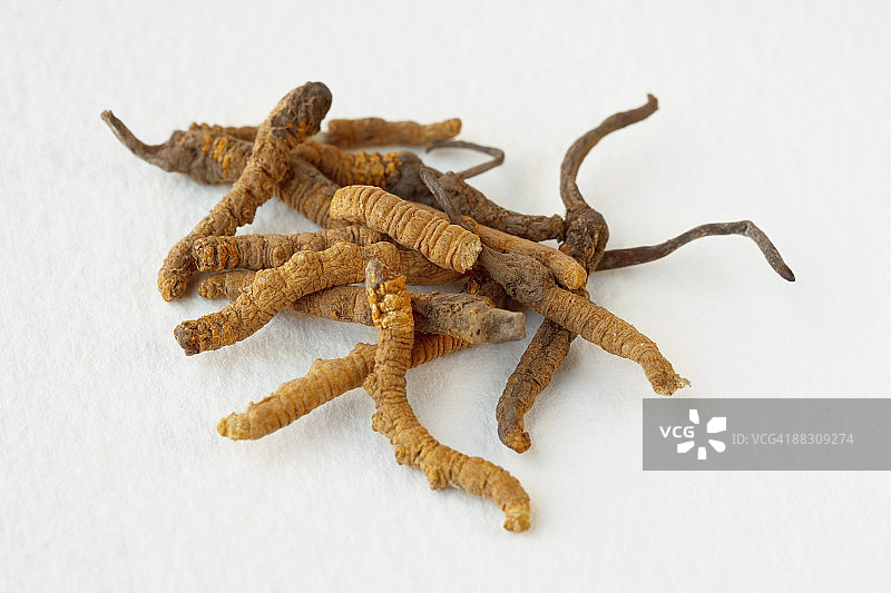 虫草菌图片素材