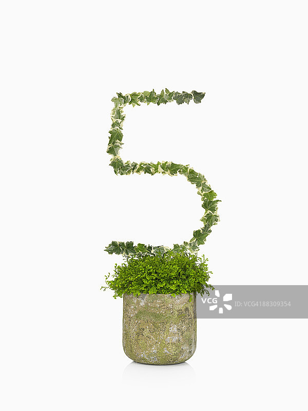 数字五造型盆栽植物图片素材