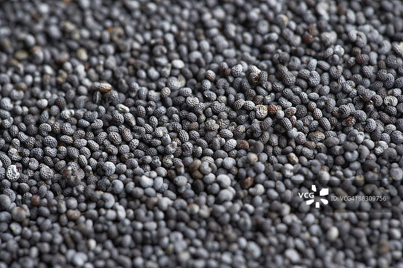 罂粟籽图片素材