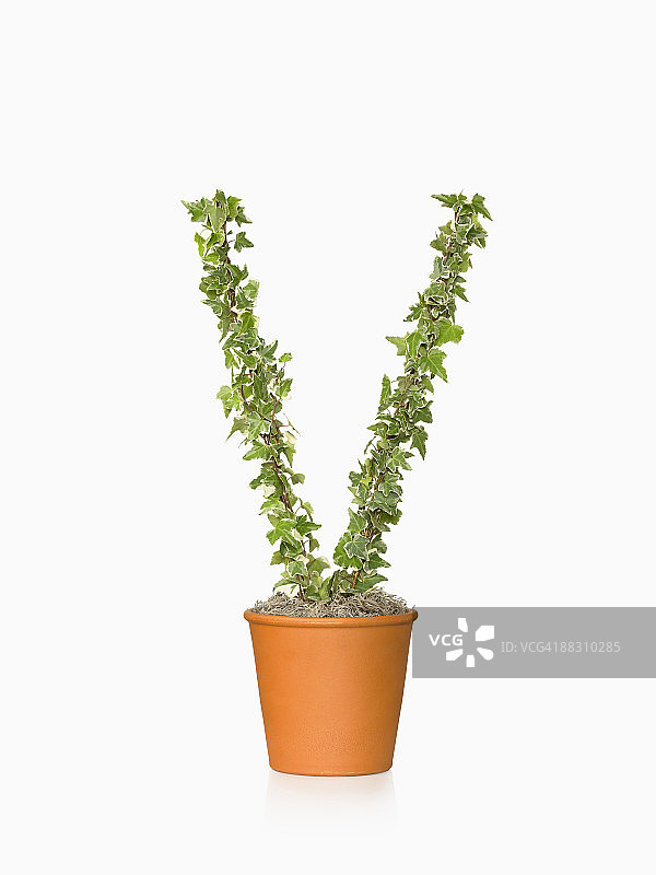 字母V造型盆栽图片素材