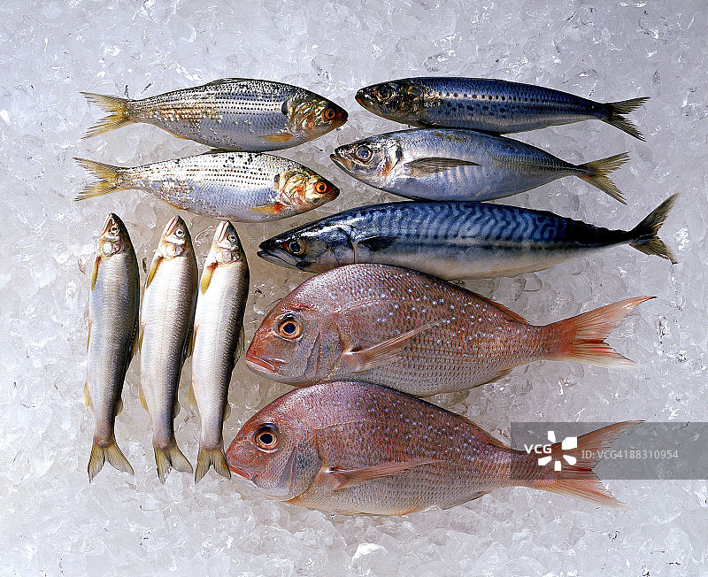 冰上什锦鱼图片素材