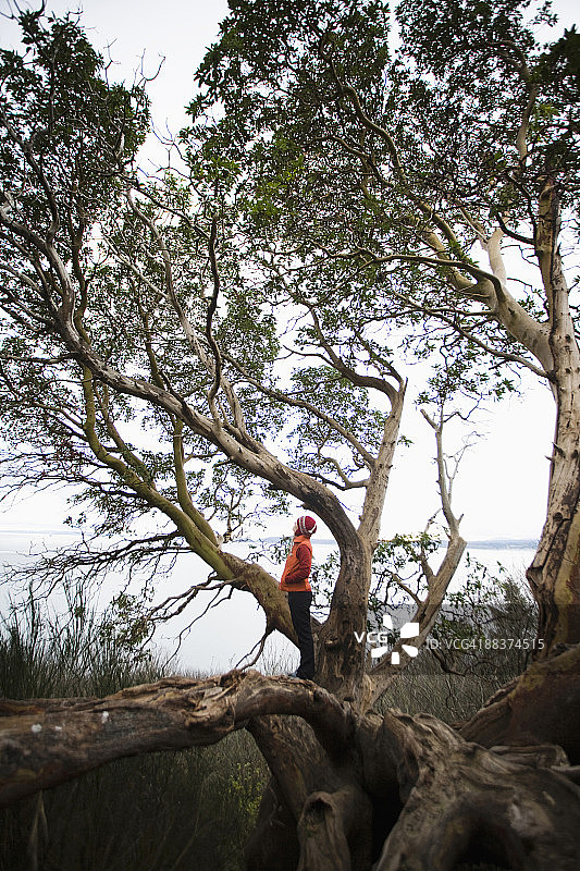 年轻女子站在探索公园的马德罗纳树旁图片素材