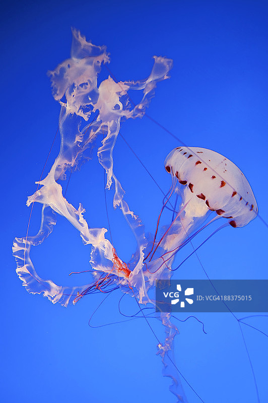 蒙特雷湾水族馆的紫色条纹水母图片素材