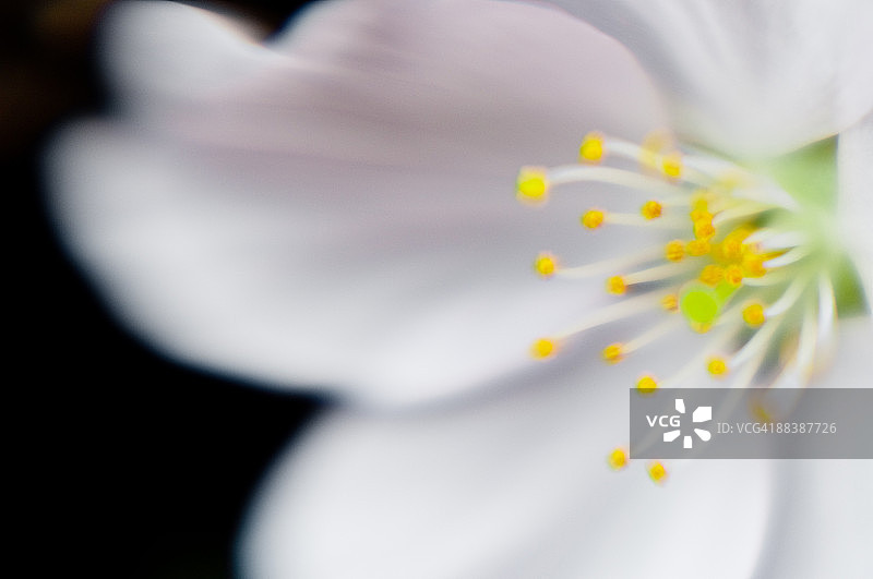 樱桃花特写图片素材