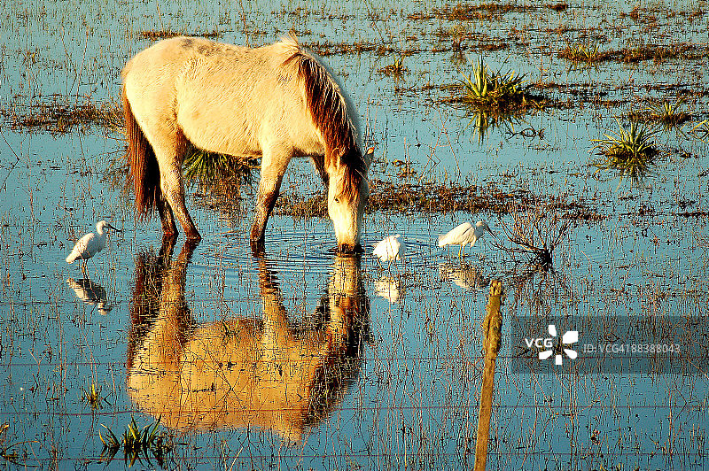 马在湖中饮水图片素材