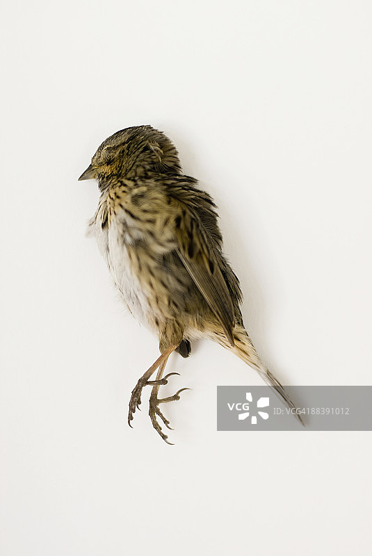 躺在白色背景上的普通家麻雀图片素材