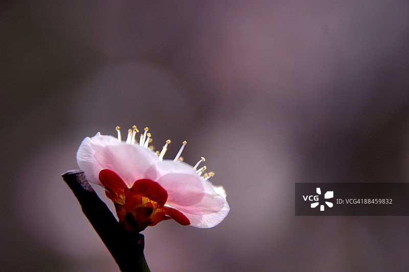 梅花图片素材