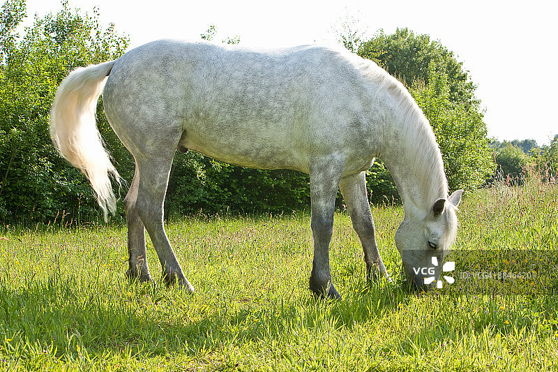 在草地上吃草的灰色马图片素材