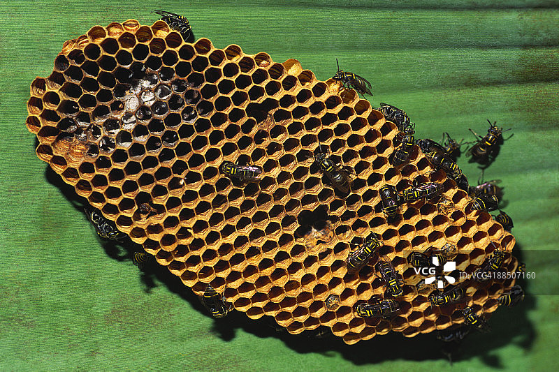 悬挂在树叶下的大黄蜂巢图片素材