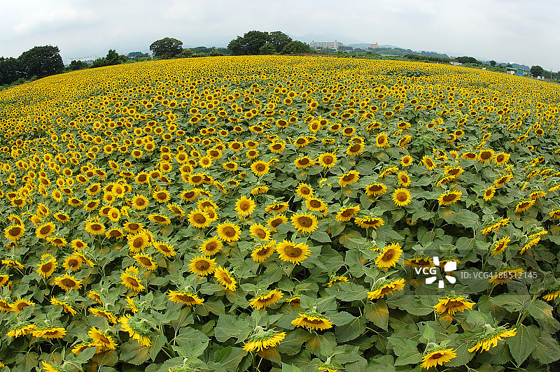 向日葵田图片素材