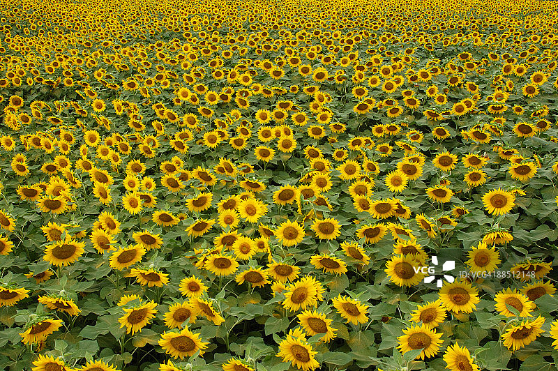 向日葵田图片素材