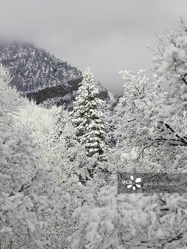 雪景覆盖的峡谷和树木图片素材