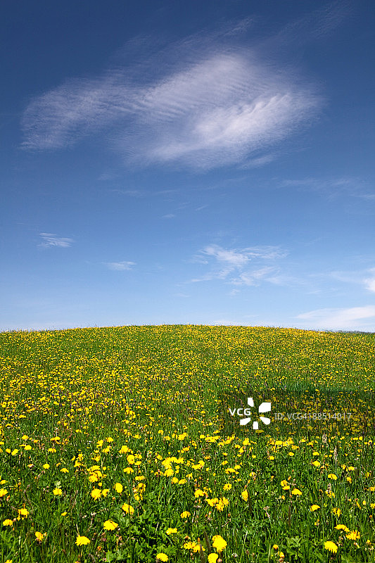 巴伐利亚蒲公英草地图片素材