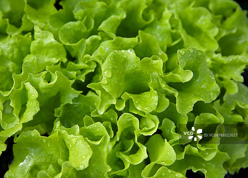 罗莎生菜，全画幅图片素材