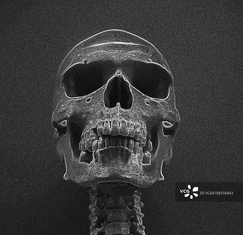 骨骼摄影线条画图片素材