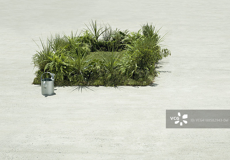 水泥庭院中的浇水壶和茂盛草坪图片素材